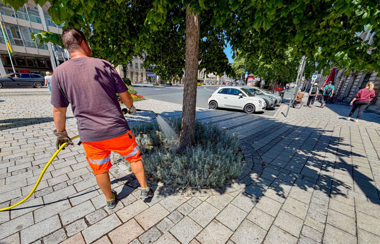 Ein Mann bewässert einen Straßenbaum mit einem Gartenschlauch. | Foto: Stadt Bayreuth
