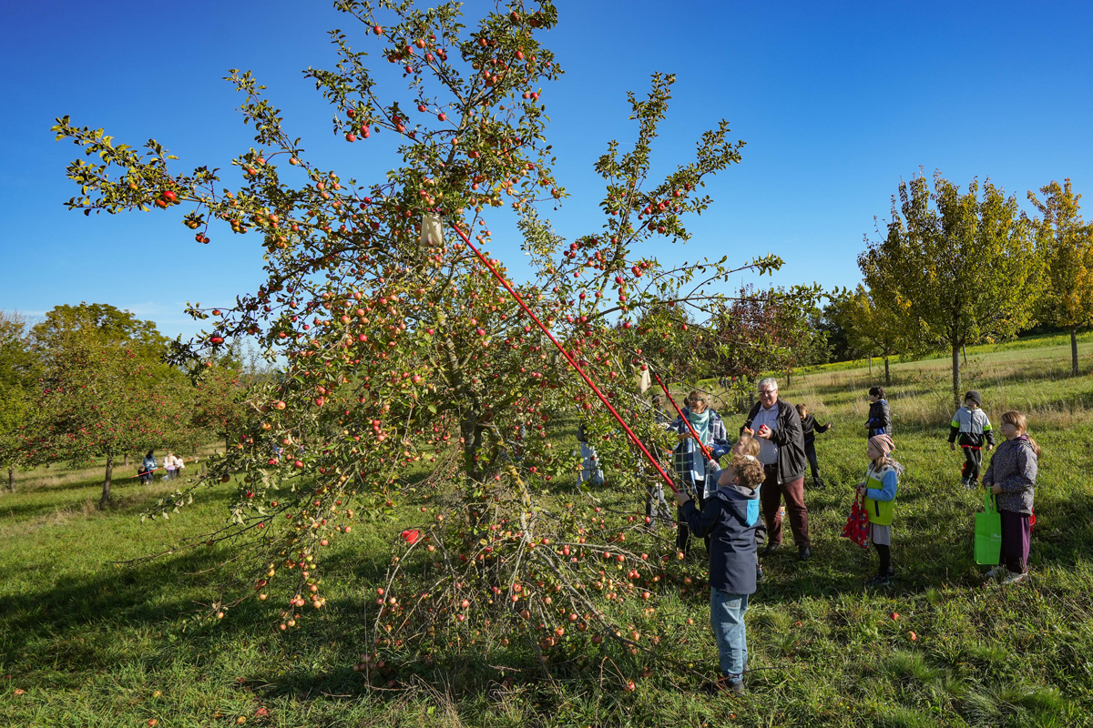 Voller Begeisterung pflückten am Mittwoch die Mädchen und Jungs der Grundschule St. Georgen Äpfel auf der städtischen Streuobstwiese am Oschenberg, sehr zur Freude von Rektorin Gabriele Hemmer und Stadtgartenamtsleiter Robert Pfeifer. Foto: Stadt Bayreuth
