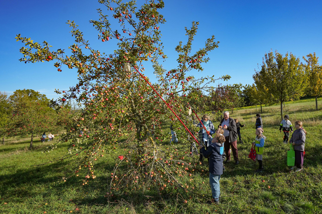 Voller Begeisterung pflückten am Mittwoch die Mädchen und Jungs der Grundschule St. Georgen Äpfel auf der städtischen Streuobstwiese am Oschenberg, sehr zur Freude von Rektorin Gabriele Hemmer und Stadtgartenamtsleiter Robert Pfeifer. Foto: Stadt Bayreuth