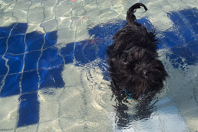 Ein schwarzer Hund, der sich im Wasser schüttelt